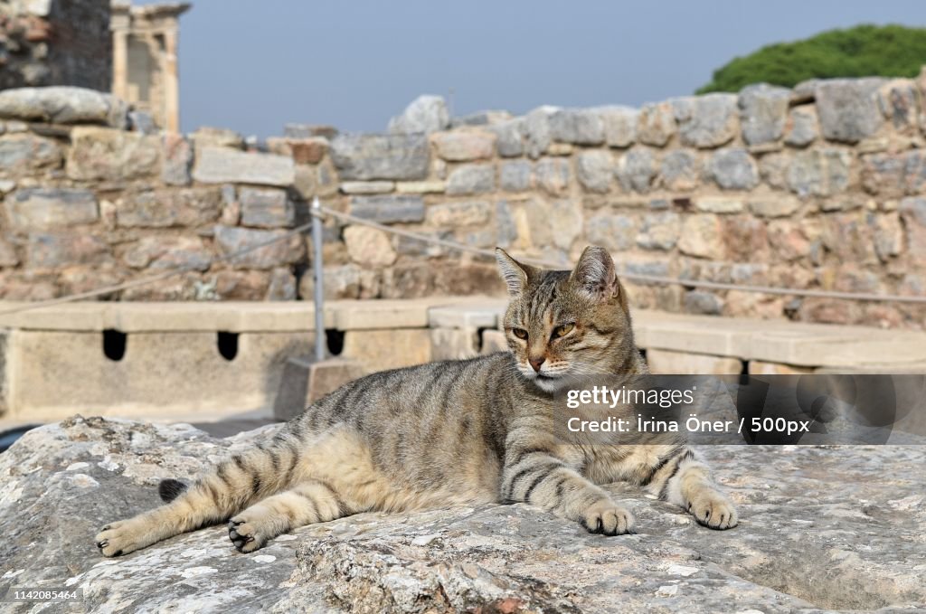 Cat Gray On The Background Of Ancient Ruins The C