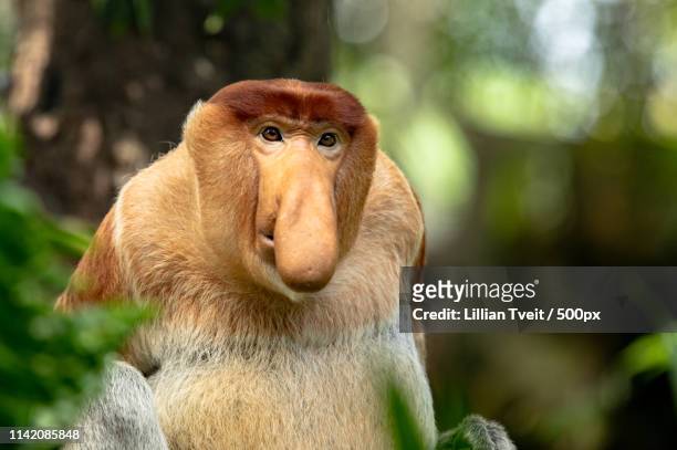 portrait of a male proboscis monkey with big nose - big nose - fotografias e filmes do acervo