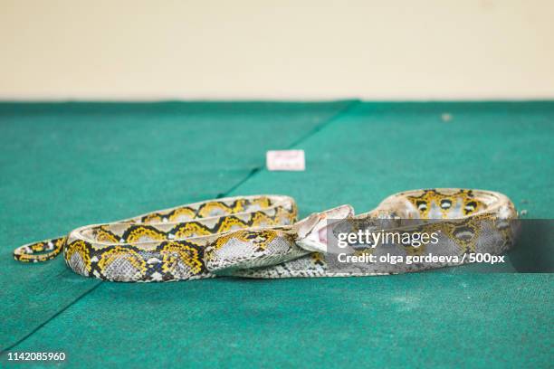 pattaya, thailand - january: show snakes by playing with a snake during the - pounce attack stock pictures, royalty-free photos & images