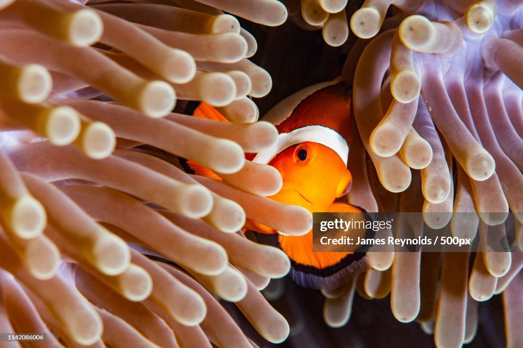 Anemone Fish Hiding