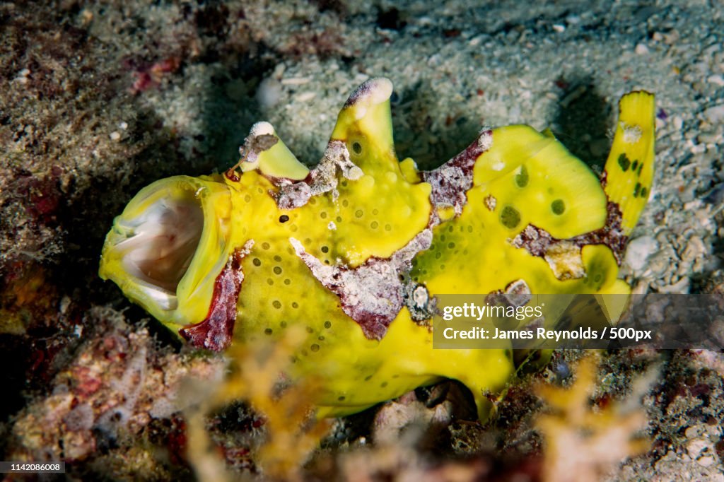 Yawning Frog Fish