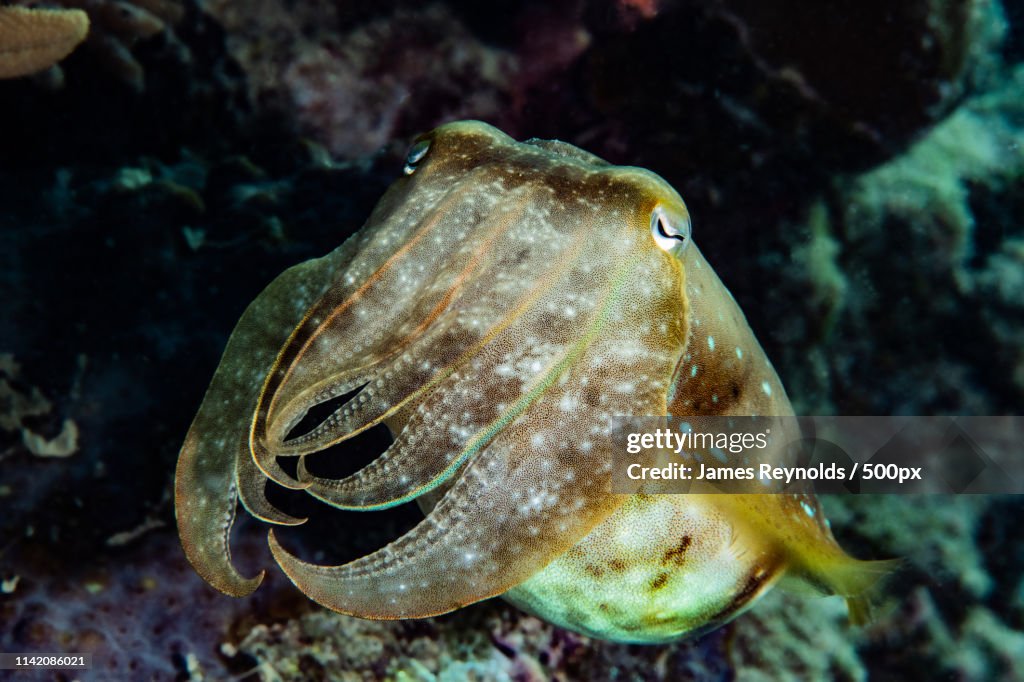 Cuttlefish Colors