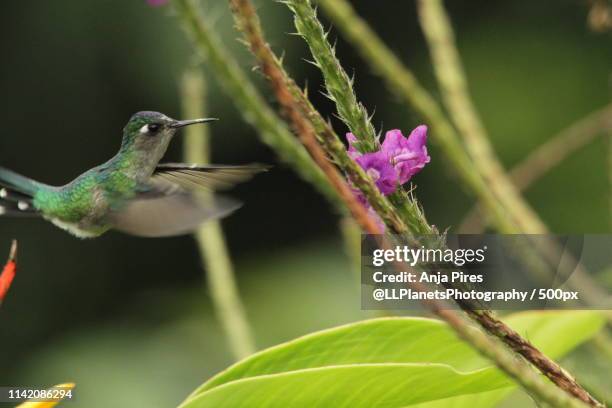 precision gem - violet headed hummingbird stock pictures, royalty-free photos & images