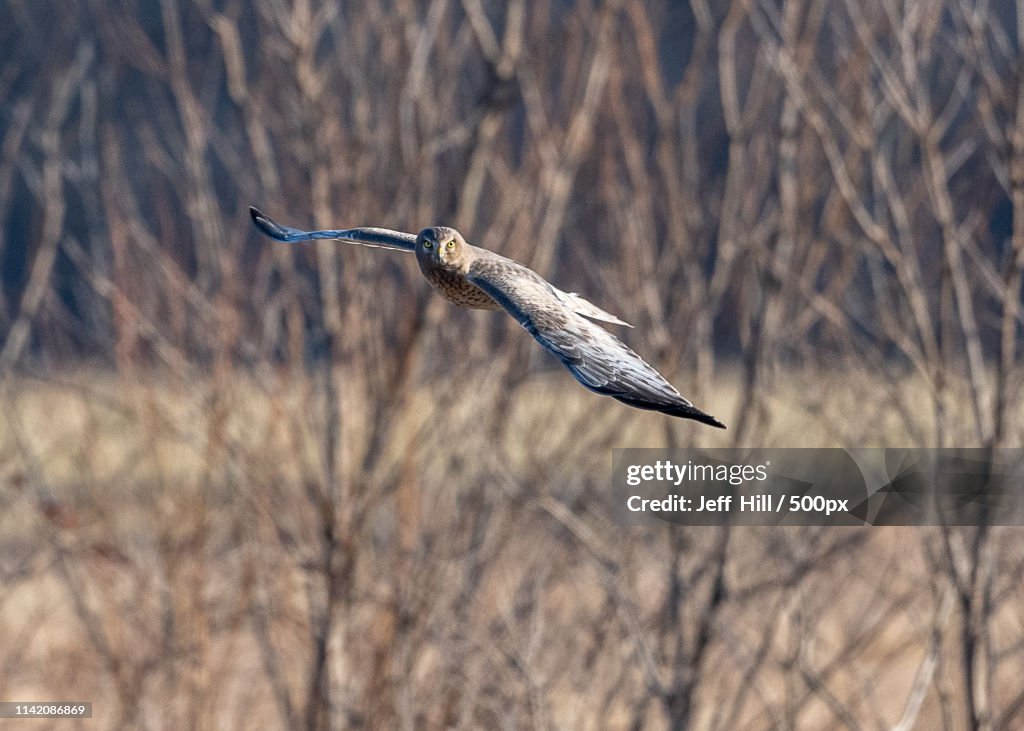 Grey Ghost Harrier