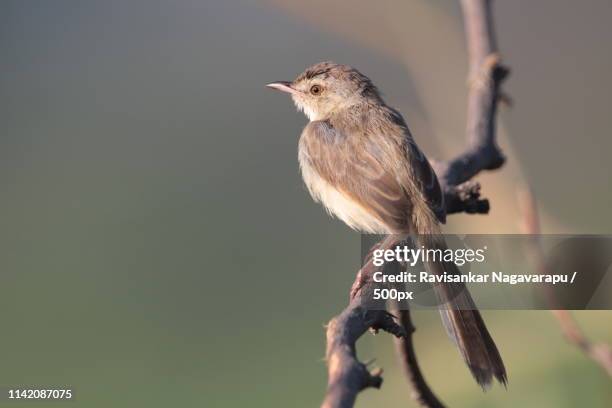 plain prinia (prinia inornata) perching on branch - plain prinia stock pictures, royalty-free photos & images