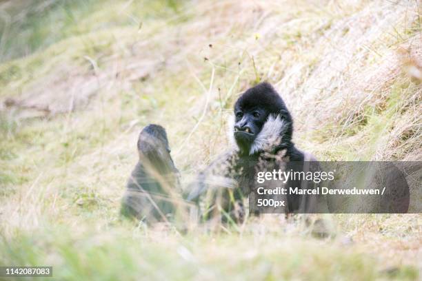 northern white cheeked gibbon - northern white cheeked gibbon stock pictures, royalty-free photos & images