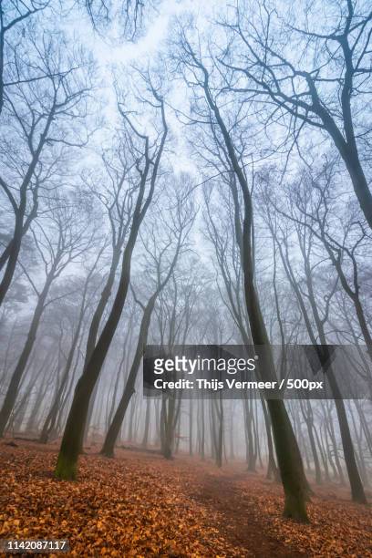 foggy morning in the woods - gelderland bildbanksfoton och bilder