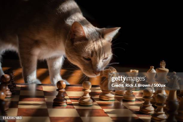 chess with achilles - achilles cat foto e immagini stock