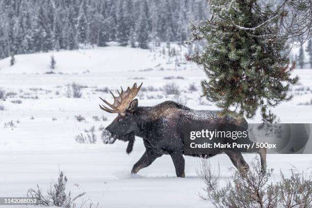 bull moose in yellowstone - alce macho - fotografias e filmes do acervo