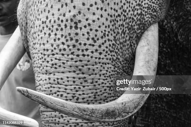 tusk - cheetah zebras stock pictures, royalty-free photos & images