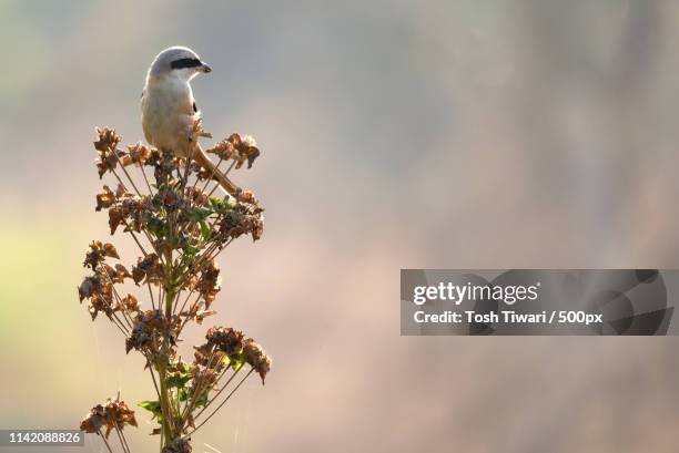 long-tailed shrike (lanius schach) perching on plant - lanius schach stock pictures, royalty-free photos & images