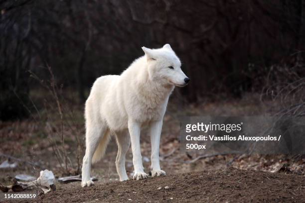 white wolf - arctic wolf 個照片及圖片檔