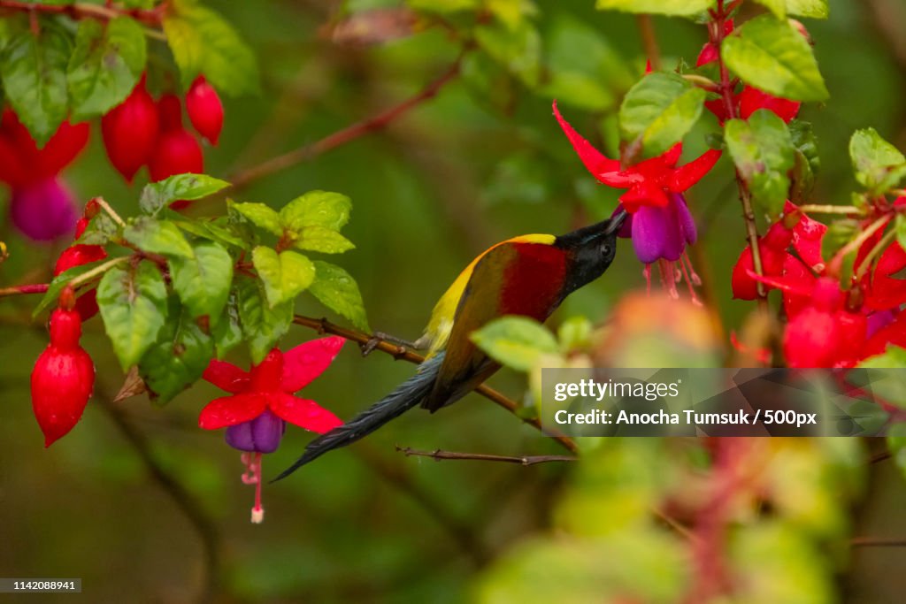 Birds And Flowers, Yellow-Red-Blue-Brown-Purple