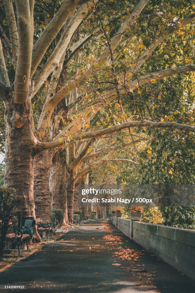 Tree Tunnel