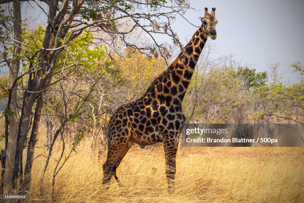 Giraffe At Chaminuka