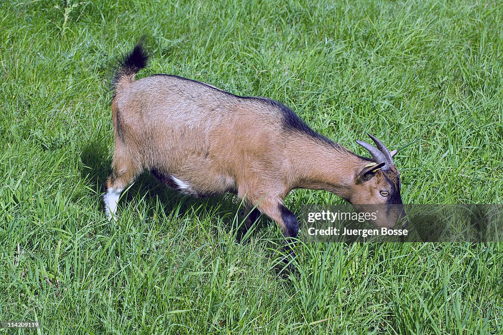 Single grazing goat