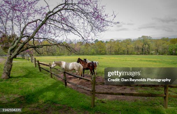 horses in landscape - テネシー州 フランクリン ストックフォトと画像