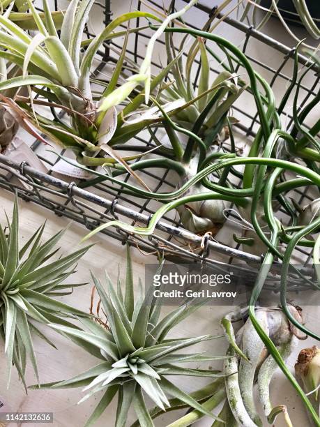 various air plants - air plant stock pictures, royalty-free photos & images