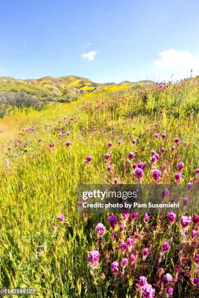 pink owl's clover in 2019 superbloom - temperate flower stock pictures, royalty-free photos & images