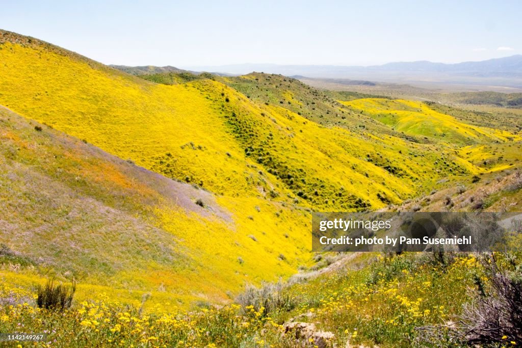 Carrizo Plain Wildflower Superbloom