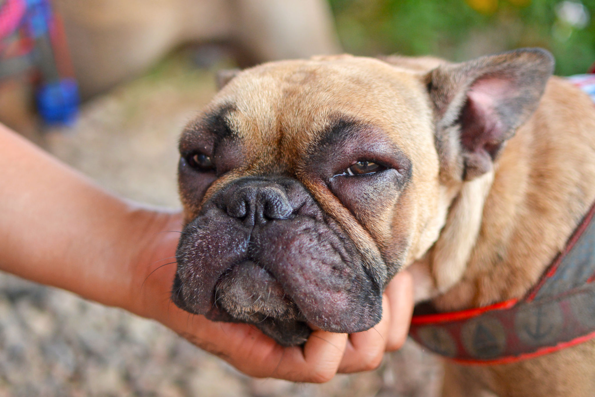 French Bulldog dog with swollen face and red puffy eyes after suffering an allergic reaction French Bulldog dog with swollen face and red puffy eyes after suffering an allergic reaction