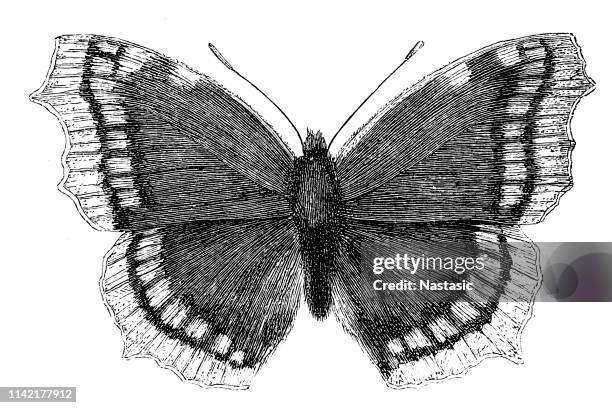 57点の喪服イラスト素材 Getty Images 57点の喪服イラスト素材 Getty Images