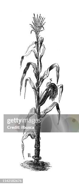 antique illustration from agriculture encyclopedia, plant: maize, corn (zea mays) - corn stalk stock illustrations