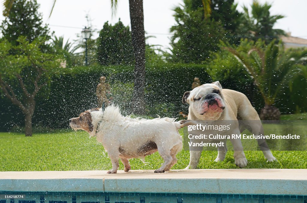 Dog splashing a bulldog by the pool