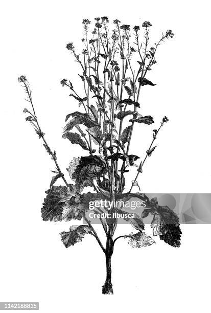 645点の菜の花イラスト素材 Getty Images 645点の菜の花イラスト素材 Getty Images