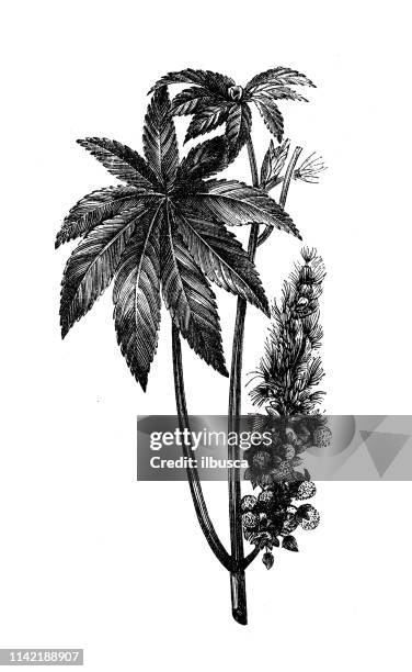 antique illustration from agriculture encyclopedia, plant: ricinus communis (castor bean, castor oil plant) - oil; castor oil stock illustrations