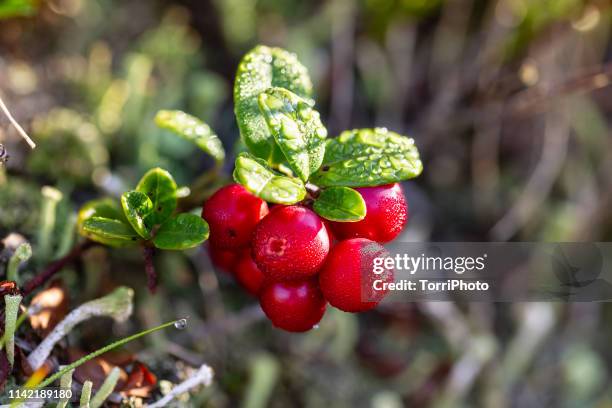 twig of red lingonberries with morning dew - plants with red berries fotografías e imágenes de stock