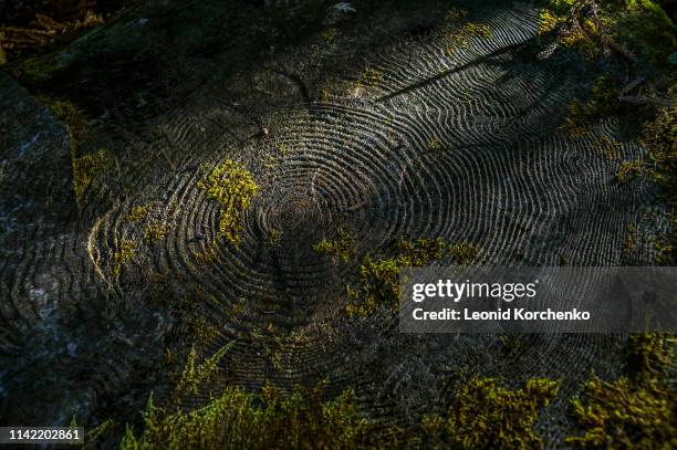 age rings on a wood stump - tree rings stock pictures, royalty-free photos & images