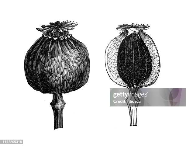 antique illustration from agriculture encyclopedia, plant: papaver somniferum, opium poppy, breadseed poppy - poppy stock illustrations