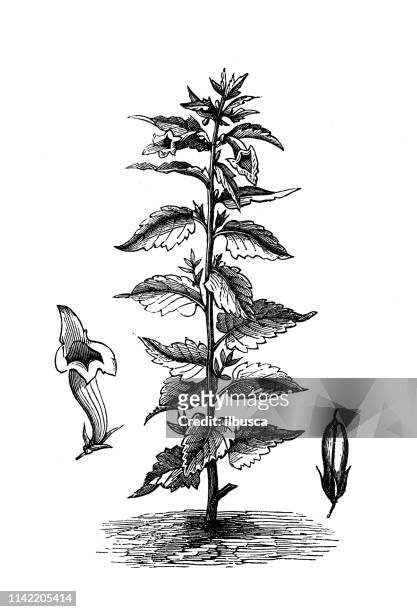 antike illustration aus der agrarenzyklopädie, pflanze: sesam (sesamum indicum) - sesam stock-grafiken, -clipart, -cartoons und -symbole