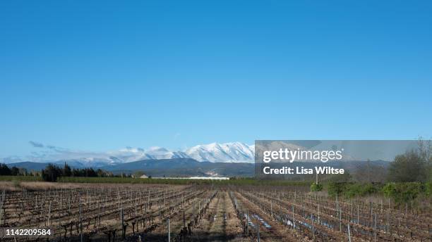 snowed peak of canigou mountains and vineyards at foreground. springtime. thuir, pyrenees orientales, france - canigou stock pictures, royalty-free photos & images