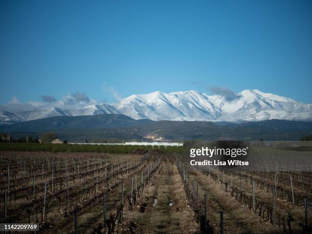 snowed peak of canigou mountains and vineyards at foreground. springtime. thuir, pyrenees orientales, france - canigou stock pictures, royalty-free photos & images