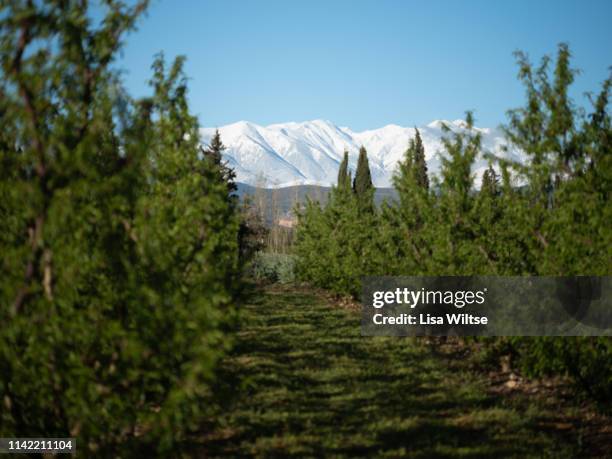 snowed peak of canigou mountains and vineyards at foreground. springtime. thuir, pyrenees orientales, france - canigou stock pictures, royalty-free photos & images