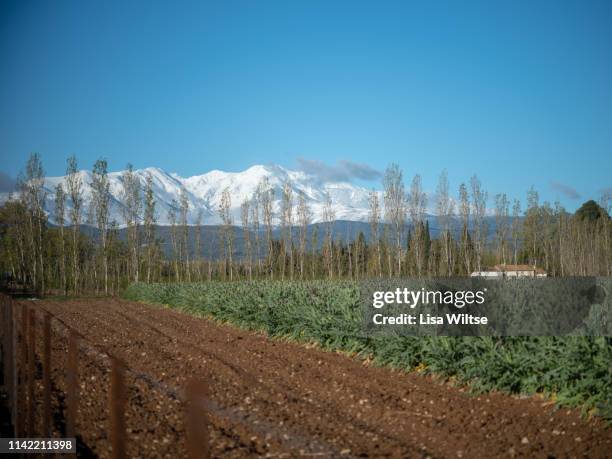 snowed peak of canigou mountains and vineyards at foreground. springtime. thuir, pyrenees orientales, france - canigou stock pictures, royalty-free photos & images