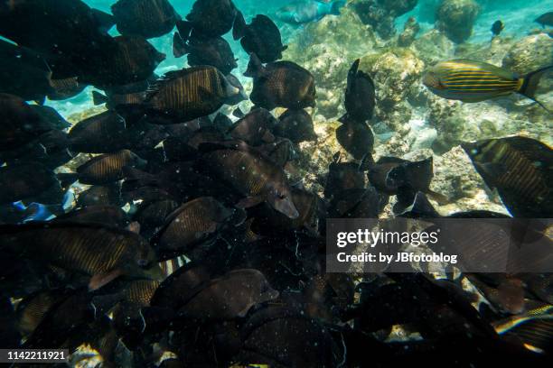 fondale marino maldiviano - fondale marino stock pictures, royalty-free photos & images