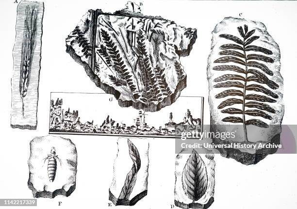 An engraving depicting "Figured Stones", including fossil impressions of ferns and leaves and grass. Dated 18th century.