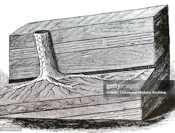 Tree Root Coal Tree Roots Pattern Photos and Premium High Res Pictures - Getty Images