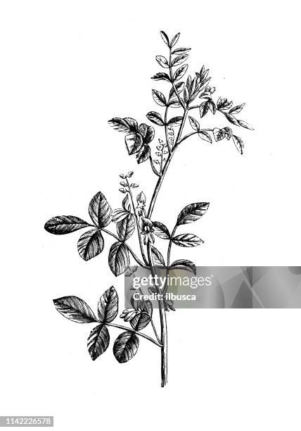 antique illustration from agriculture encyclopedia, plant: indigofera tinctoria, true indigo - indigofera tinctoria stock illustrations