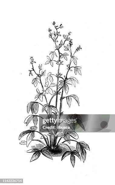 antique illustration from agriculture encyclopedia, plant: alfalfa, lucerne, medicago sativa - medicago sativa stock illustrations