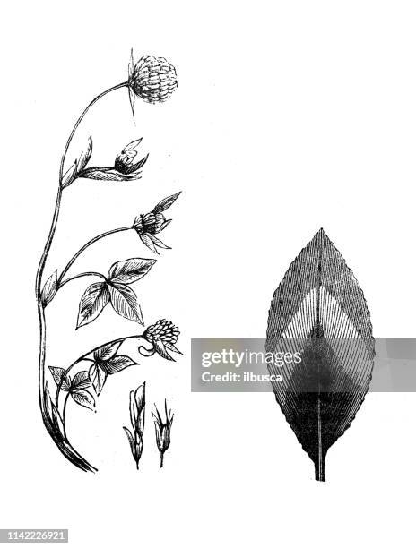 antique illustration from agriculture encyclopedia, plant: trifolium pratense, red clover - clover sprouts stock illustrations