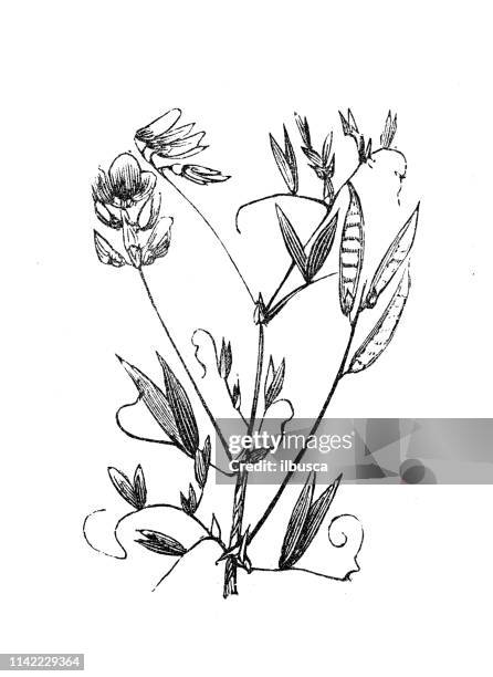 antique illustration from agriculture encyclopedia, plant: lathyrus palustris, marsh pea - green pea illustration stock illustrations