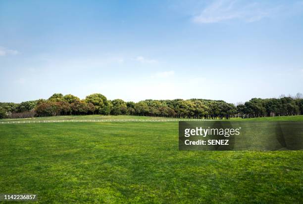 green grassland and blue sky - grass horizon stock pictures, royalty-free photos & images
