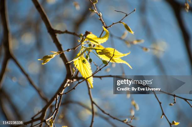 celtis australis elm tree leaves - alm bildbanksfoton och bilder