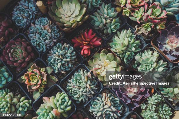 succulent plants - echeveria stock pictures, royalty-free photos & images