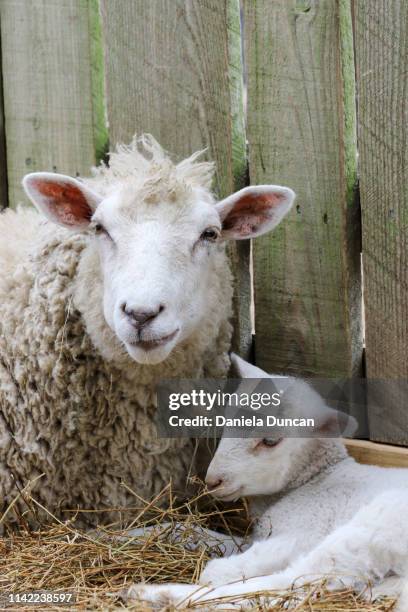 ewe with offspring - lammetje stockfoto's en -beelden