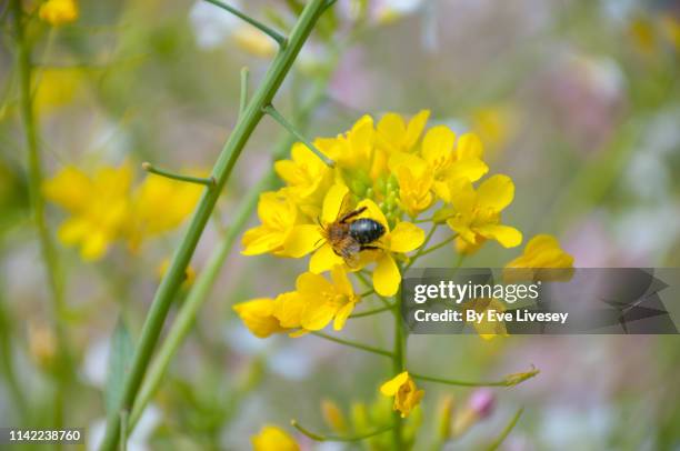 white mustard flowers & honey bee - mustard plant stock pictures, royalty-free photos & images